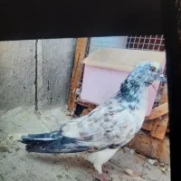 ۷ عدد کبوتر پرشی گرفتنی|پرنده|سمنان, |دیوار