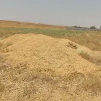 کاه