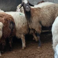 میش جوان چاق