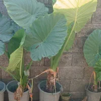 گل بابا آدم
