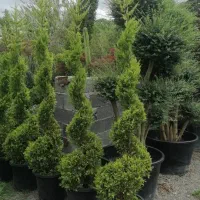 سمپاشی و هرس