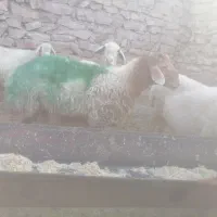 شیشک قوچ همو