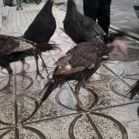 بقلمو|حیوانات مزرعه|محمدشهر, شهرک پیام (مهرالبرز)|دیوار