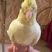 پرنده ی عروس کاملا دستی|پرنده|قم, شهرک قدس|دیوار