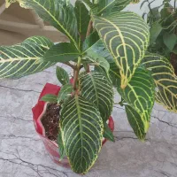 یک عدد گل وگلدان
