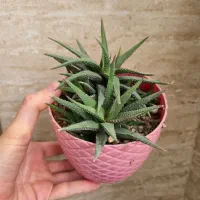 گل هاورتیا گورخری.کاکتوس.ساکولنت