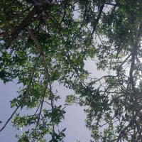 پیوند پسته