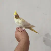 عروس هلندی اهلی