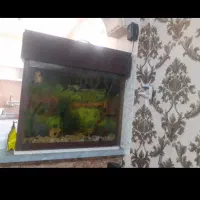 آکواریوم
