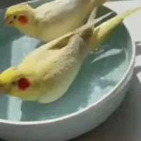 عروس هلندی|پرنده|چمران, |دیوار