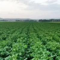 زمین-کشاورزی