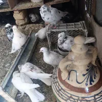 کفتر یجایی|پرنده|قم, نیروگاه|دیوار