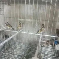 قفس سهره پاییزه|پرنده|بروجرد, |دیوار