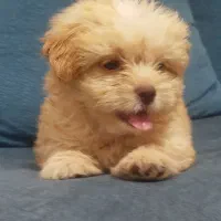 واگزاری سگ شیتزوکراس