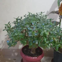 گل و گیاه|گل و گیاه طبیعی|اردبیل, |دیوار