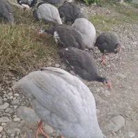 10 عدد،مرغ و خروس روسی ،شاخدار