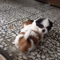 واگزاری توله شیتزو سوپرفلت|سگ|شیرگاه, |دیوار