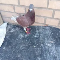 تعداد کبوتر