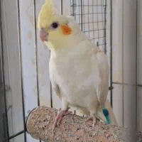 چهار عدد جوجه عروس هلندی سرلاکی