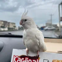 عروس هلندی البینو