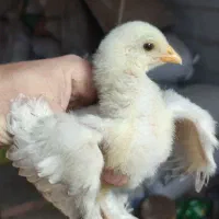جوجه‌مرغ