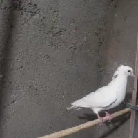 کبوترنقش وپرشی|پرنده|ساوه, |دیوار