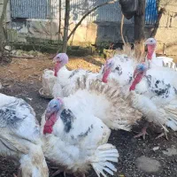 بوقلمون کیلویی۲۵۰۰۰۰هزار و اردک  دونه ای ۴۰۰|حیوانات مزرعه|لاهیجان, آهندان|دیوار