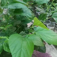 نهال توت و گل حس یوسف با بنجامین