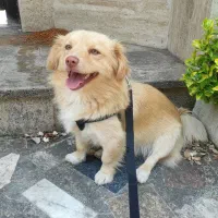 سگ گمشده|حیوانات|سلمان‌شهر, |دیوار