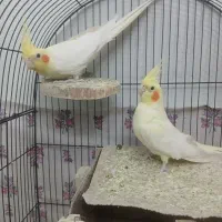 عروس هلندی جفت مولد سخنگو