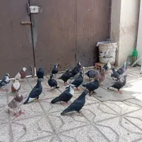 کفتر کرمانی خوشگل