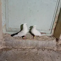 دوجفت نفش ورنگی