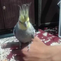 عروس هلندی نر