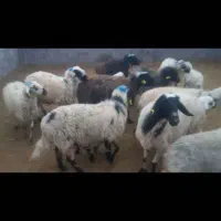 فروش ۵ راس میش  زایده