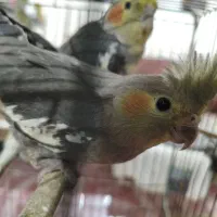 عروس هلندی