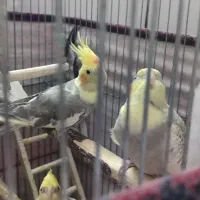 عروس هلندی جفت