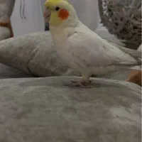 عروس هلندی نر مست