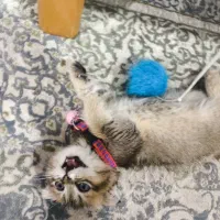 بیریتیش اسکاتیش