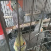 عروس هلندی مولد وجوجه