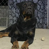 سگ روتوایلر