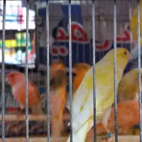 فروش ۸ عدد قناری نر سوپری تکی وتعداد|پرنده|نهاوند, |دیوار