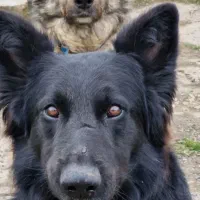 واگذاری رایگان سگ