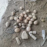 تخم بلدرچین