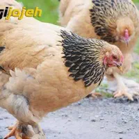 فروش مرغ تخم گذار