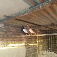 رنگه جفتگاه|پرنده|مشهد, ویلاشهر|دیوار