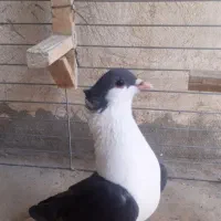 سیاه پشت..پشت کاکل سفید..کله سفید مخمل