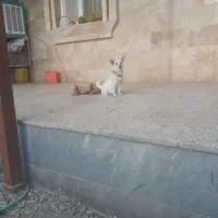 واگذاری سه عد توله پامر شیواوا نر نصف قیمت|سگ|قم, دانش|دیوار