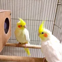 یک جفت عروس هلندی لوتینو مولد|پرنده|مشهد, گلبرگ شمالی|دیوار