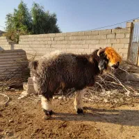 سه تا بر ه تخمی درجه یک|حیوانات مزرعه|مسجد سلیمان, |دیوار