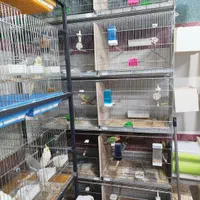 کاسکو راهب ملنگو گرینچیک عروس برزیلی مینا سهره|پرنده|همدان, |دیوار